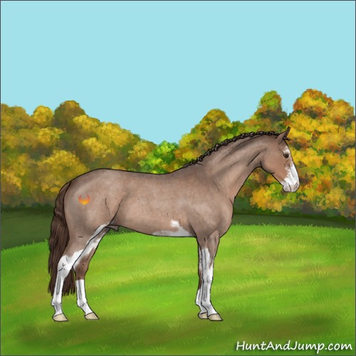 Horse Color:Liver Red Roan Sabino 