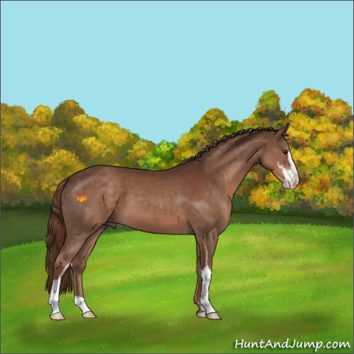 Horse Color:Liver Chestnut Sabino 
