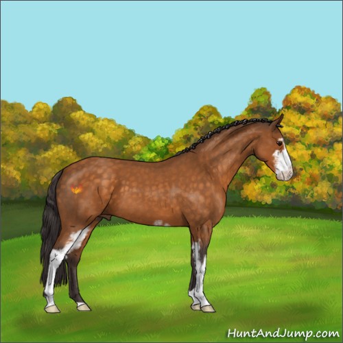 Horse Color:Buckskin Roan Sabino 