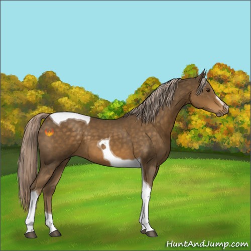 Horse Color:Chocolate Palomino Sabino Tobiano 
