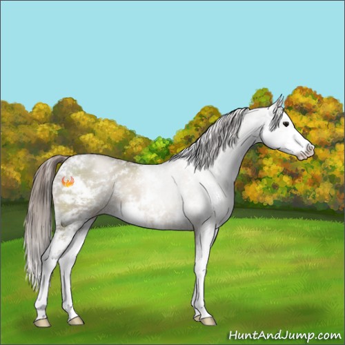 Horse Color:Grullo Pearl Sabino 