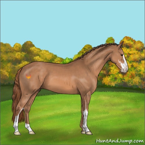 Horse Color:Chestnut Sabino 