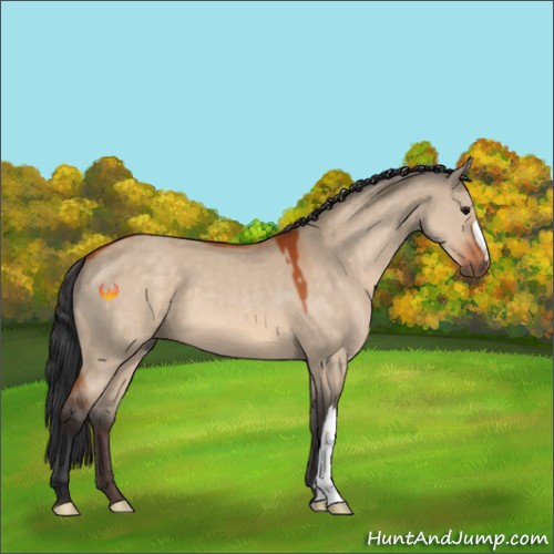 Horse Color:Bay Dun 