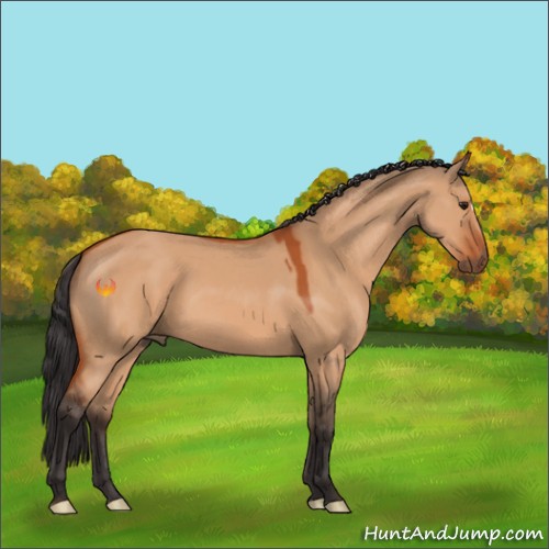 Horse Color:Bay Dun 