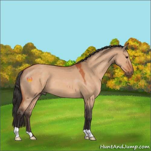 Horse Color:Bay Dun 