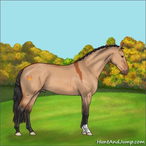 Horse Color:Bay Dun 