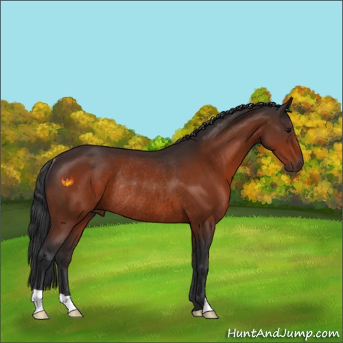 Horse Color:Bay Rabicano 