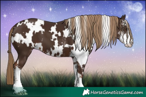 Horse Color:White Spotted Liver Chestnut Sabino 