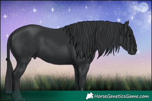 Horse Color:Black 