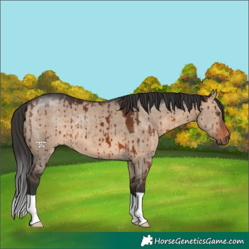 Horse Color:Brown Dun Brindle 