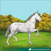 Horse Color:Platinum Classic Champagne Dun Appaloosa 