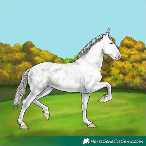Horse Color:Platinum Classic Champagne Dun Appaloosa 