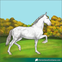 Horse Color:Platinum Classic Champagne Dun Appaloosa 