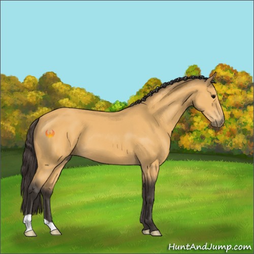Horse Color:Buckskin 