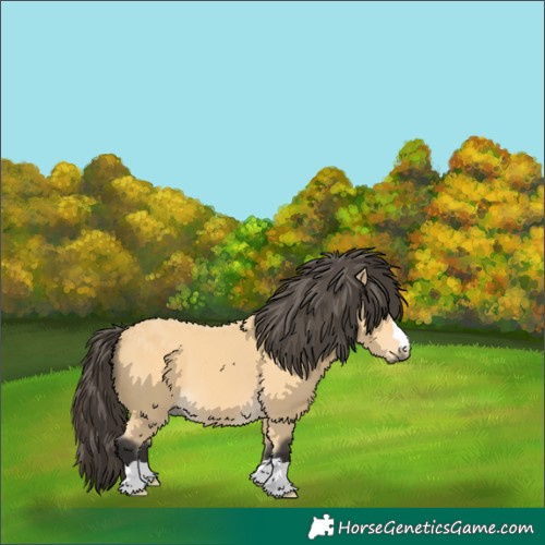 Horse Color:Buckskin 