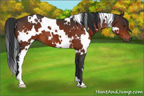 Horse Color:White Spotted Brown 