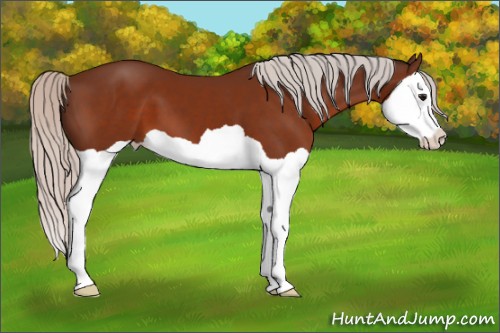 Horse Color:Silver Bay Splash 