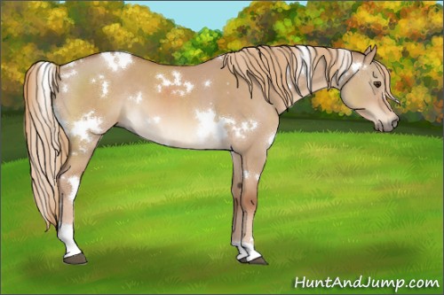 Horse Color:White Spotted Red Dun 
