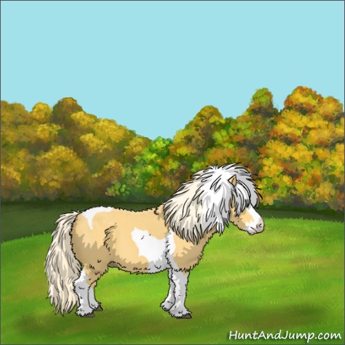 Horse Color:Palomino Splash Tobiano 