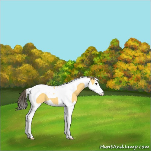 Horse Color:Buckskin Splash Tobiano 