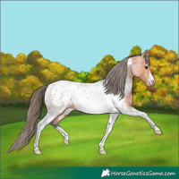 Horse Color:Bay Tobiano Near Leopard 