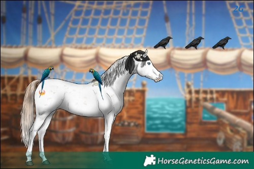 Horse Color:Black Pearl Sabino 