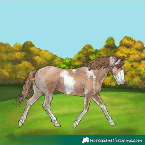 Horse Color:Black Pearl Sabino 