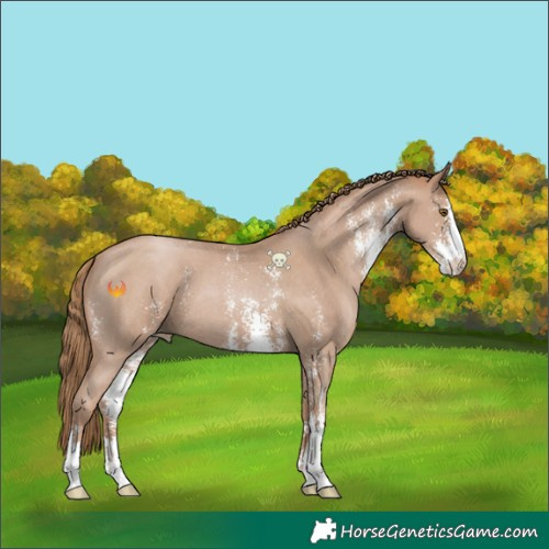 Horse Color:Black Pearl Sabino 