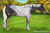 Horse Color:Liver Chestnut Mushroom Snowflake Varnish 