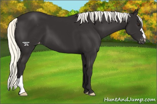 Horse Color:Liver Chestnut Mushroom Appaloosa 