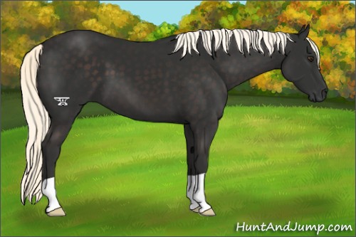 Horse Color:Liver Chestnut Mushroom
