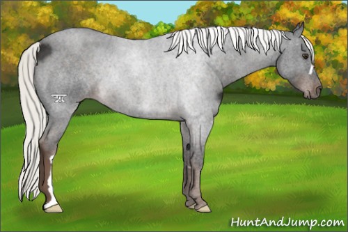 Horse Color:Liver Chestnut Mushroom 