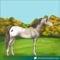 Horse Color:Classic Cream Champagne Appaloosa 