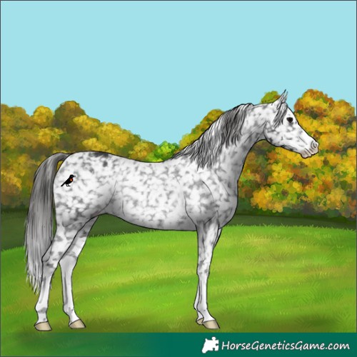 Horse Color:Black Appaloosa Rabicano 