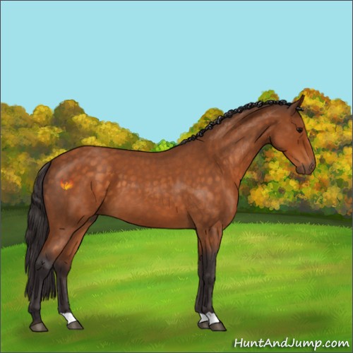 Horse Color:Buckskin Roan 