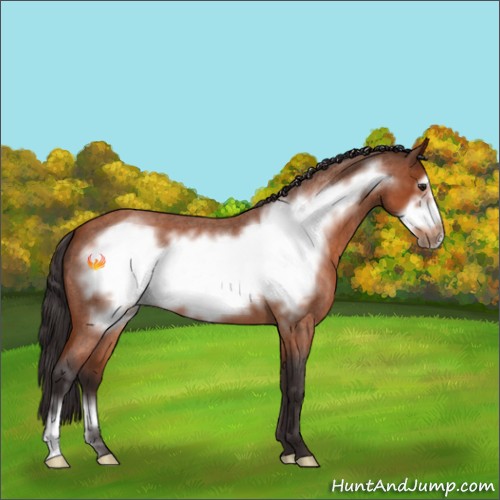 Horse Color:Buckskin Roan Frame 