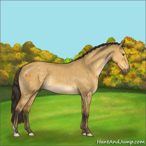 Horse Color:Buckskin Dun 