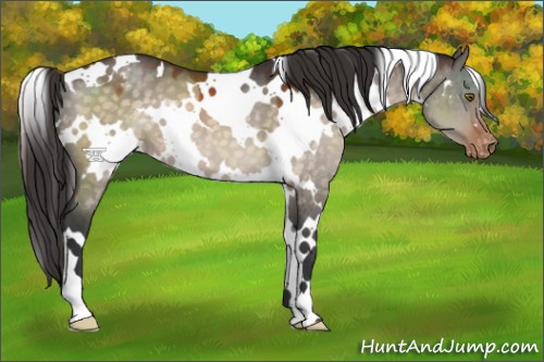 Horse Color:White Spotted Brown Dun Varnish
