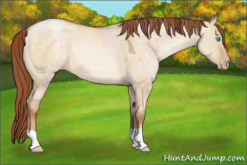 Horse Color:Buckskin Pearl Dun