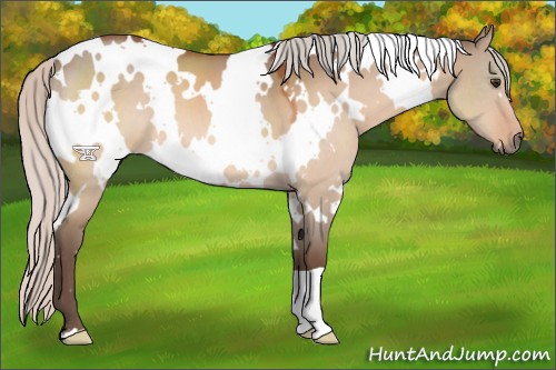 Horse Color:White Spotted Silver Bay Dun 