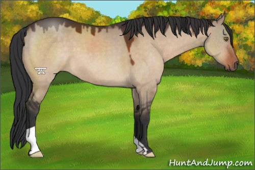 Horse Color:Brown Dun 