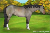 Horse Color:Brown Dun 