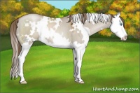 Horse Color:White Spotted Grullo Pearl Splash 