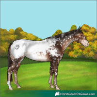 Horse Color:Liver Chestnut Appaloosa 