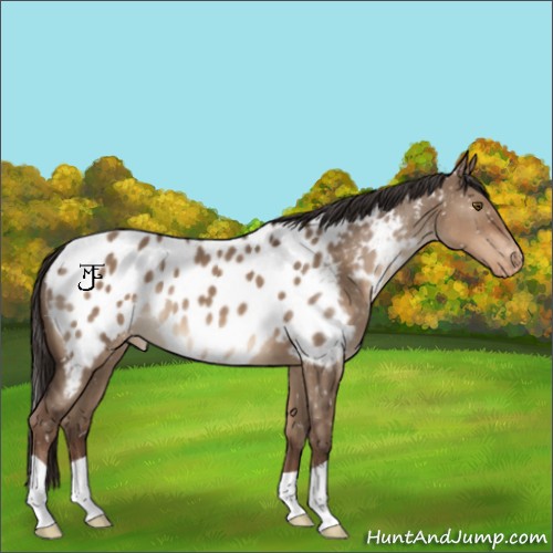 Horse Color:Liver Red Dun Appaloosa 