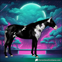 Horse Color:Plaid White Spotted Bay Ice Splash Tobiano Appaloosa