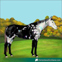 Horse Color:Plaid  White Spotted Bay Ice Onyx Tobiano Appaloosa 