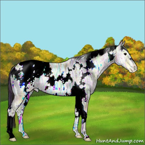 Horse Color:Plaid  White Spotted Brown Ice Onyx Appaloosa 