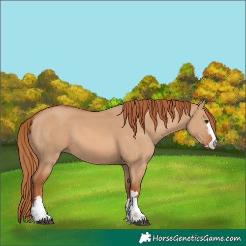 Horse Color:Red Dun 