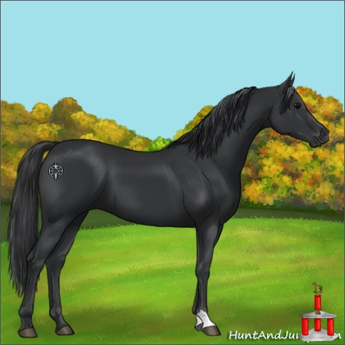 Horse Color:Black 